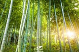 5 signs Bamboo Loves The Earth: An Eco-friendly Read