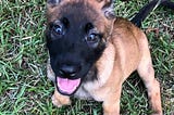 Belgian Malinois Puppies