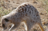 How Birds Cheat Meerkats