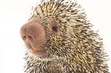 The Fable of the Porcupine & Family-owned business