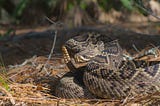 The Sneaky Snakepit of Freelancing: Flexible Scheduling