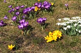 Spring’s Snowdrops