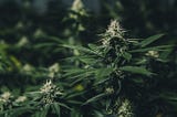 10 Ways CBD flower is changing how we look at healthcare