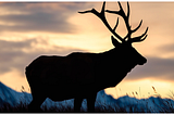 Elk: The Underrated King of Wild Game