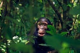 No, Male Dominance Among Primates Is Not Universal Either