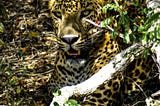 Eastern Beauty of Sri Lanka-Arugambay, Panama & Kumana National Park