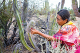 Ancestral Knowledge and Contemporary Co-Opting