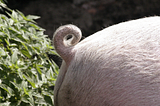 Would You Eat a Pig’s Ass?
