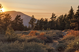 An image of trees, shrubs, and plants in a healthy forest ecosystem.