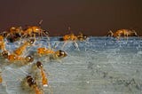 How Do Exterminators Get Rid of Ants?