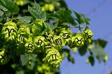 The Zodiac Signs as Hops