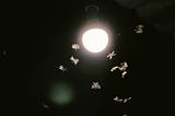 Why Do Insects Crash Toward Lights At Night?