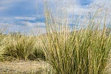 A Switch for Switchgrass