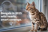 Bengal Cat Insurance Everything You Need to Know About Bengal Cats and Insurance