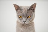 Gray cat with yellow eyes looking pretty pissed.