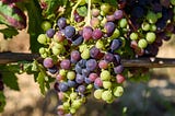 Tempranillo Grape — 9 Tempranillo Wine Facts You Need To Know