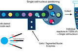 The single cell mess at NCBI: how GEO/SRA store 10x Genomics scRNA-seq data and how to load them…