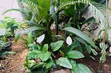 Story of my little garden in my house