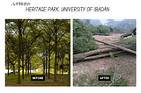 Felling of Trees at Heritage Park, University of Ibadan, Sparks Concerns.