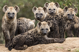 Group of spotted hyena cubs