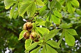 The Horse Chestnut Tree: Facts, History and Conkers games!