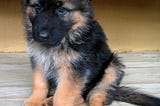 Interesting Facts About Silver German Shepherds
