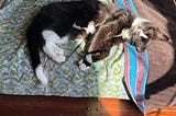 Tuxedo cat, half in the sun from a window, sprawling on a green and blue blanket.