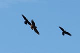 Crows or ravens? Where do you even start?