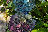 Hydrangea in autumn