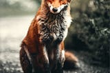 On the kindness of foxes