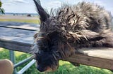 A Tribute to The World’s Worst Dog