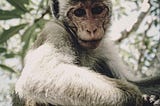 A rhesus macaque monkey sits in a tree while looking down with curiosity at the photographer taking the photograph.