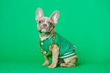 dog wearing green jacket and gold chain on a green background