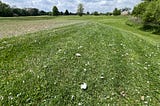 May Ends! Warm Up Ahead, Broadleaf Weeds, Manuscript Herbicide Research