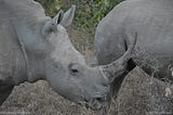 #SavetheRhino