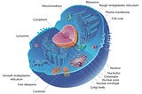 The development of society and the evolution of life