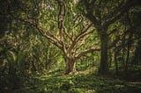 VEGETABLE TREES