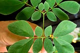 Growing a Rain Tree