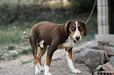 Dog with its tail between its legs