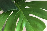 Notes on Monstera