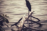 Vertical photo of a Great Blue Heron standing on a tree that fell into a body of water long ago. The heron is looking to the left and its long neck is extended up, with a slight curve shaped like a very slender, reversed “S”. The bird is almost entirely a silhouette, but there is some feather detail visible on it’s shoulder. The tree is positioned from the lower left corner to about the middle of the image and the heron is positioned in the middle of the image.