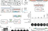 Establishing a synthetic orthogonal replication system enables accelerated evolution in E. coli