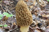 Morel Mushrooms: The End-Of-Life Midwives Of The Forest