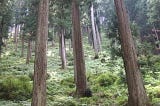 吉野の森ツアー