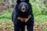 Bear, Panda, and Sino-Tibetan Homeland