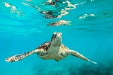 Sea Turtle