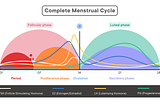 The Menstrual Cycle: Breaking it Down
