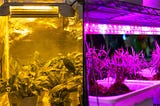 Why do we need to grow plants indoors?