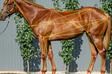 Equine Geometry: how measuring yearling angular and geometric data helps to identify horses with…