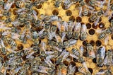 Finite Hive Breaks Carve Insight